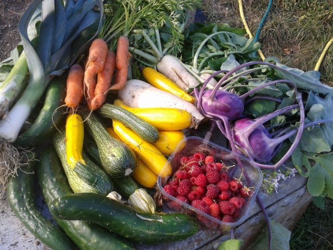 vegetables grown on allotments in Brighton and Hove