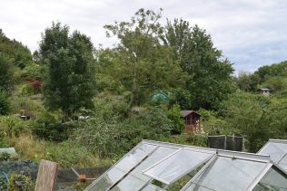 The problem of trees on allotments