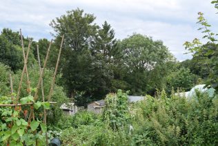 The problem of trees on allotments