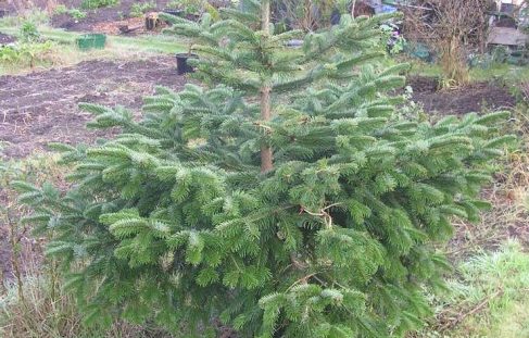 Hedging and Christmas trees
