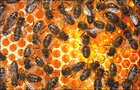 Dealing with concerns about bees on your plot