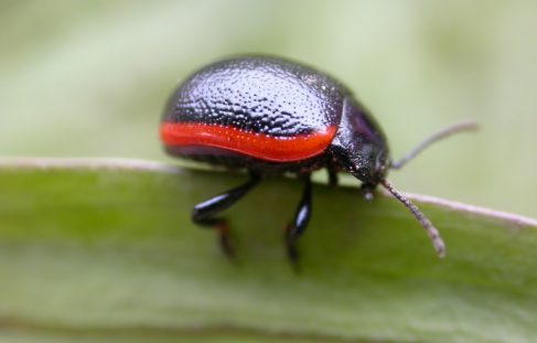 Scarce and Threatened Beetle