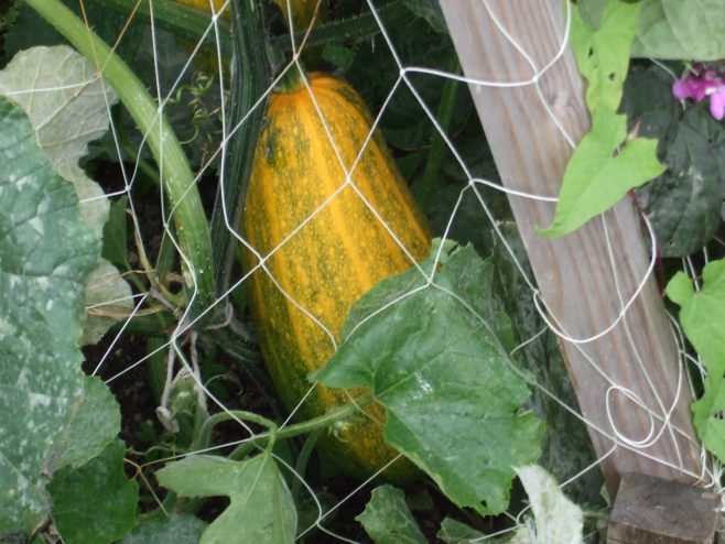 Largest courgette - winner
