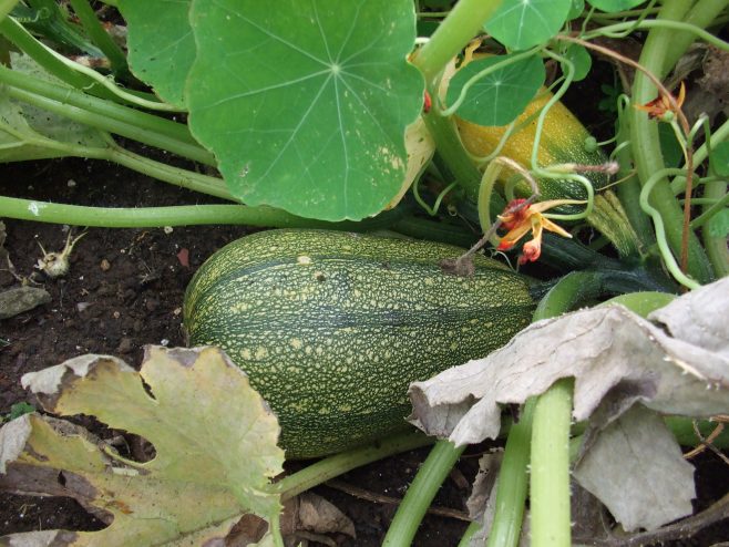 Largest Courgette - runner-up