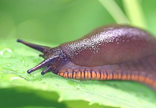 Slug - one of the pests to look out for